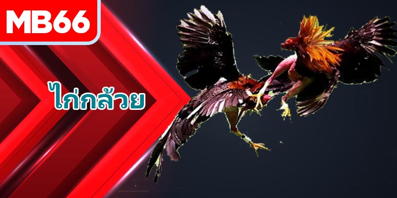 ผลกระทบของหลักธาตุต่อ ไก่กล้วย