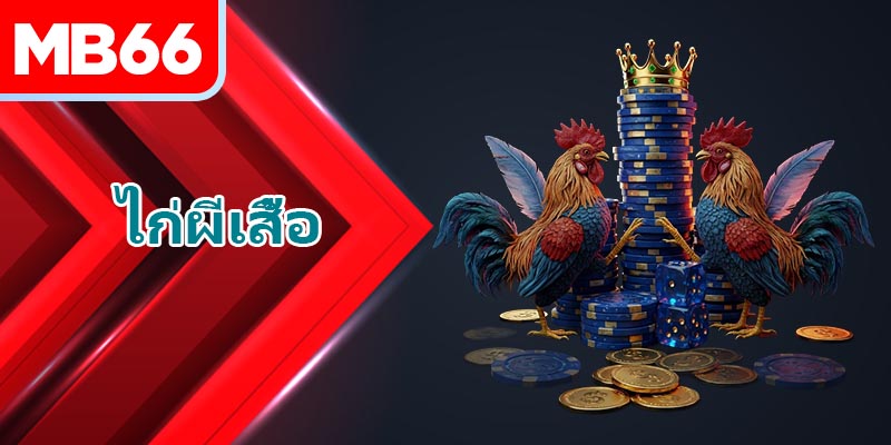 วิธีการฝึก ไก่ผีเสื้อ เพื่อเป็นนักสู้ที่สมบูรณ์แบบที่สุด