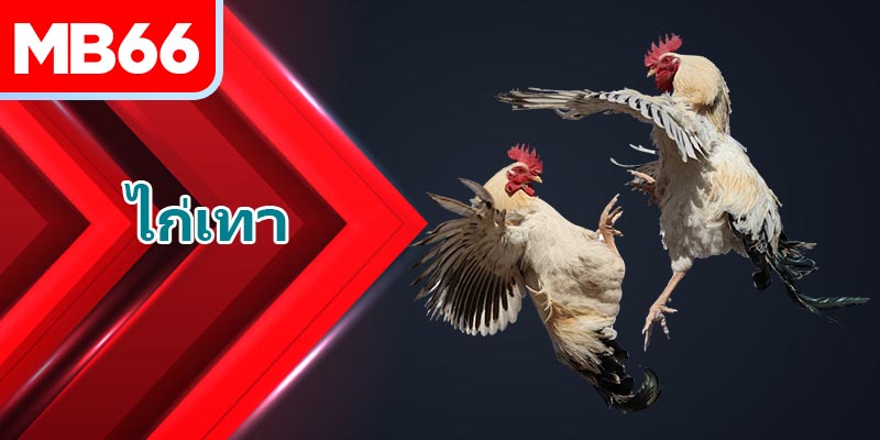 เลือกนักสู้เพื่อแข่งขัน คุณควรพิจารณาข้อควรระวังที่จำเป็นทั้งหมด