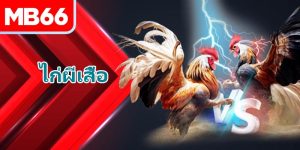 ไก่ผีเสื้อ คืออะไร? สายพันธุ์นักสู้นี้มีธาตุอะไร?