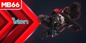 ไก่เทา คืออะไร? ความจริงเกี่ยวกับนักสู้ไก่ผู้กล้าหาญ